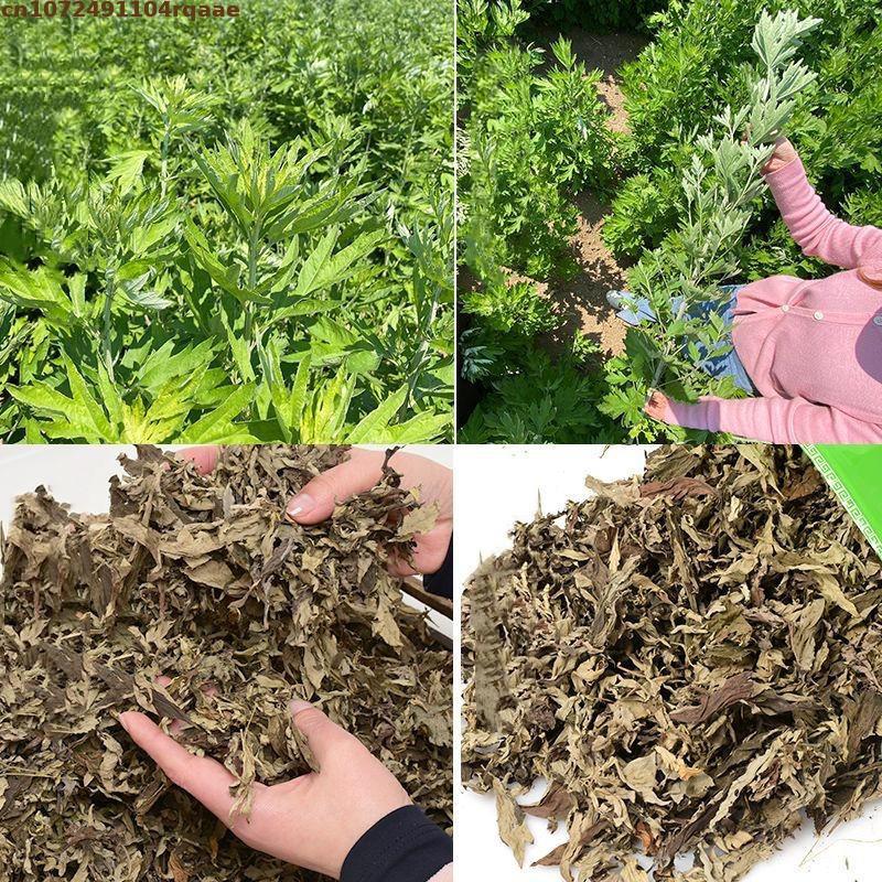 Folha seca Ay Tsao para imersã - Chamomile Tea avaliação e preço